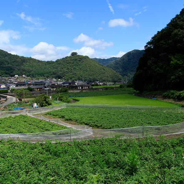 自然豊かな広島県山中の蒟蒻畑