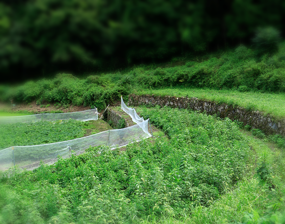 自然に恵まれた山間の広島県のコンニャク畑
